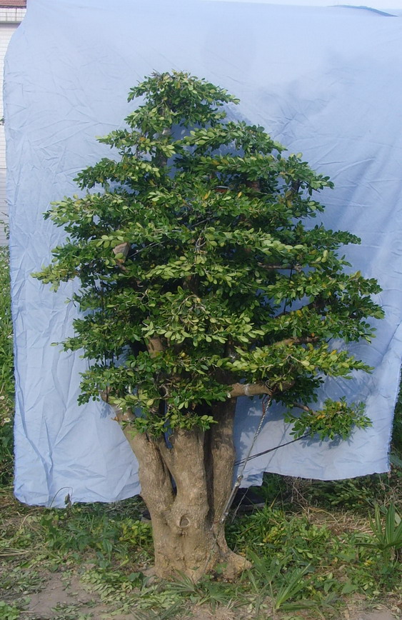SNV34295.jpg
