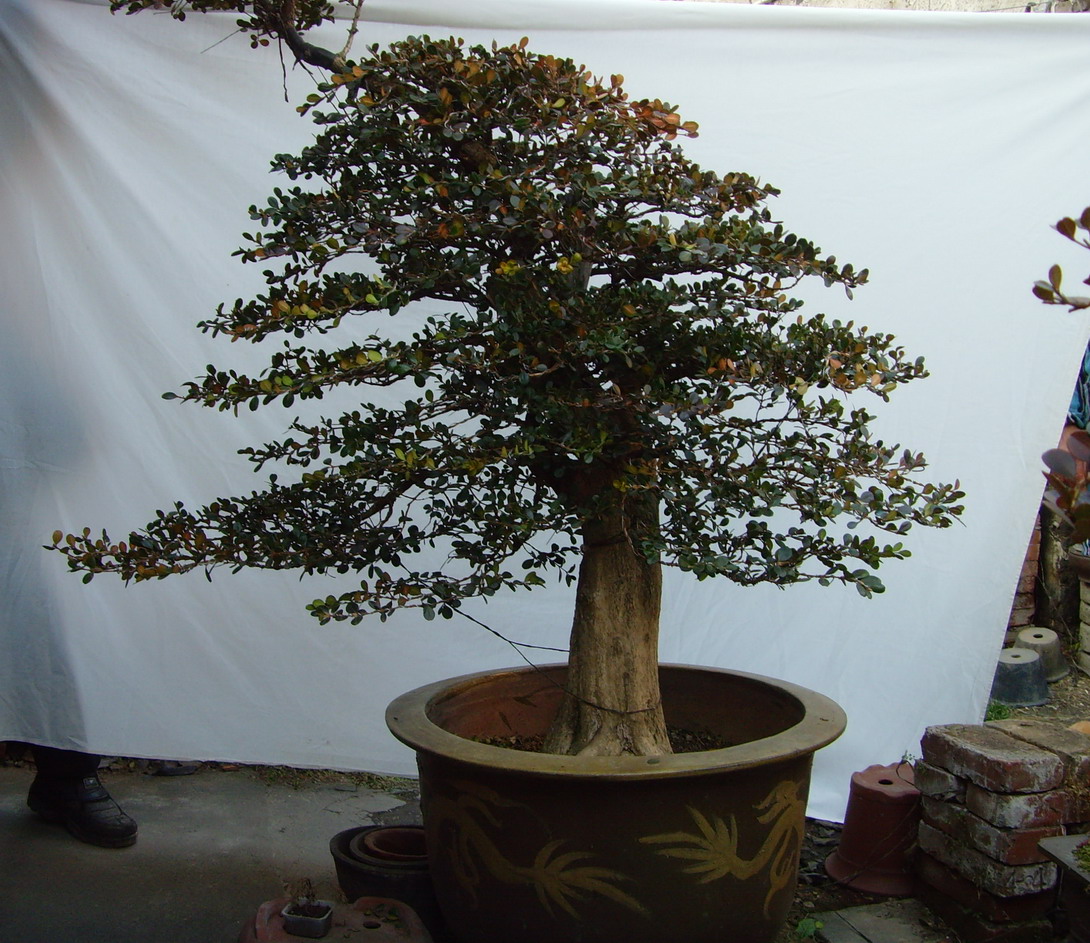 SNV37607.jpg