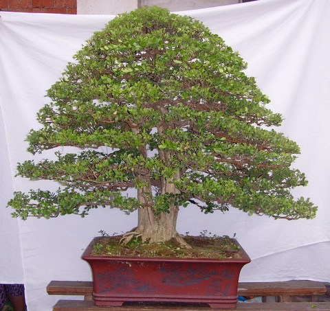 SNV38550.JPG