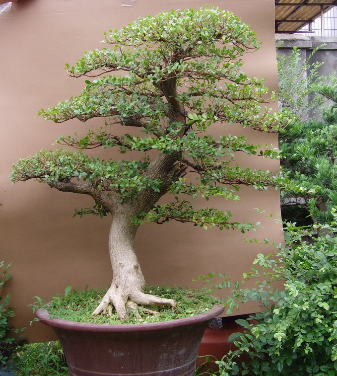 SNV38611.JPG