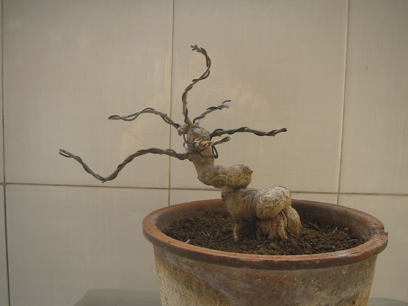 P2084885.JPG