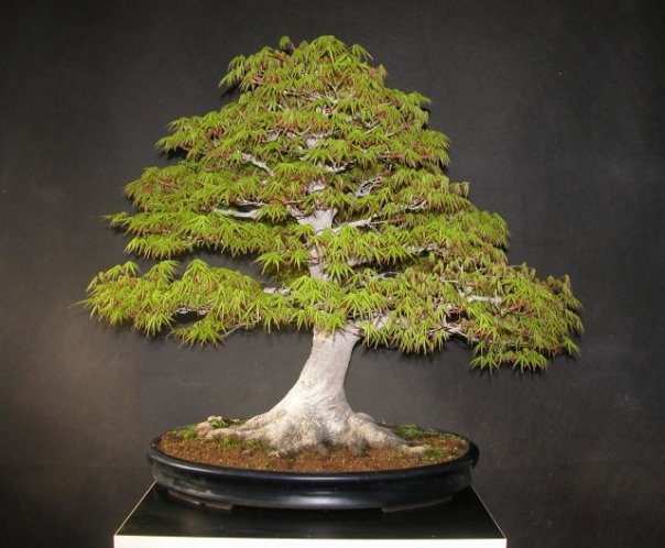 Momiji-Maple.jpg