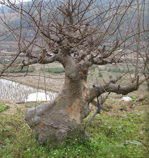 ת С Ƭk 058.jpg