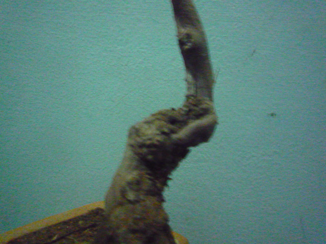 P1080080.JPG