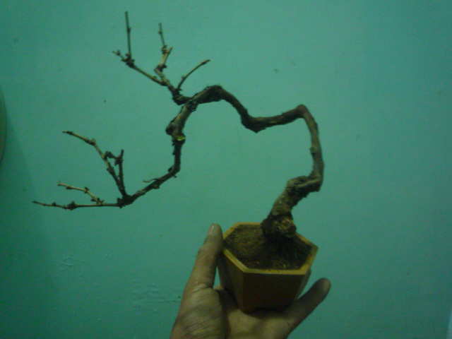 P1080079.JPG