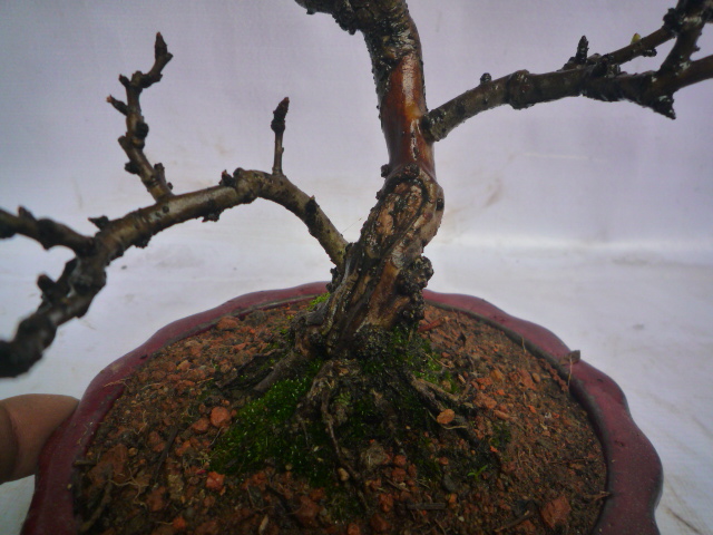 P1080112.JPG