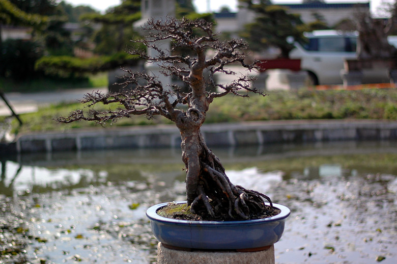 DSC_7495__.jpg