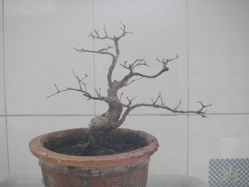 P2064869.JPG
