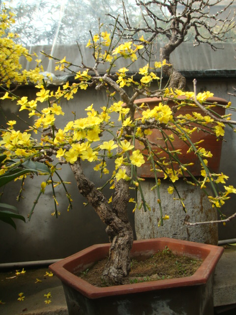 DSC02513.JPG