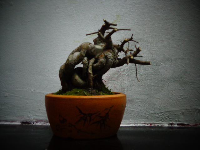 DSC00170.JPG