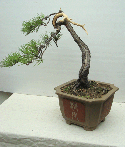 DSC06887-1.gif