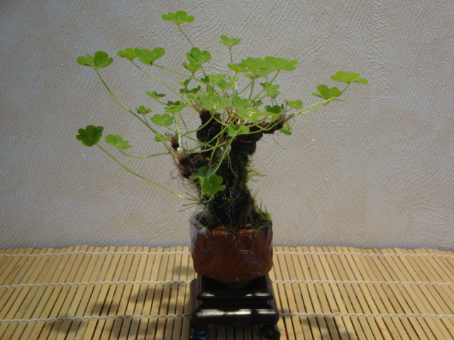 DSC02022.JPG