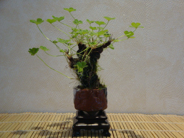 DSC02023.JPG