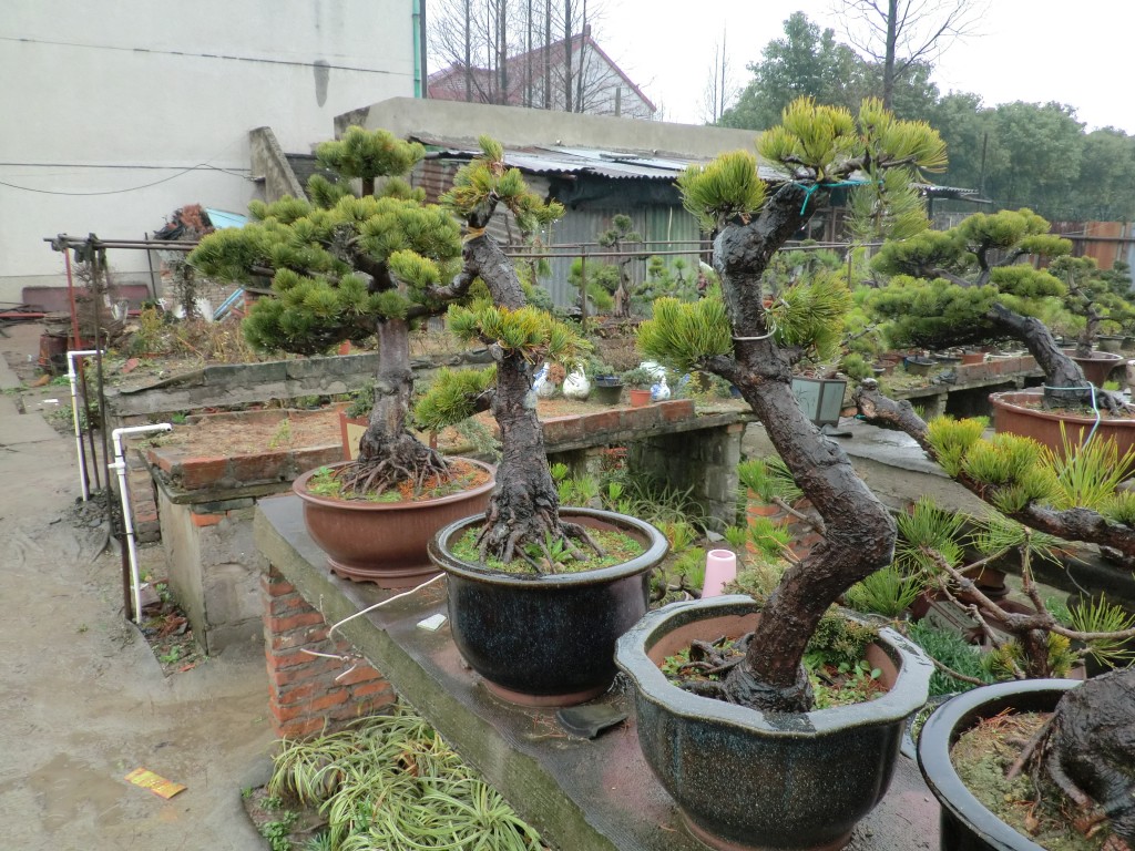 conew_cimg1183.jpg