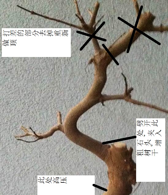 MAPLE3.jpg