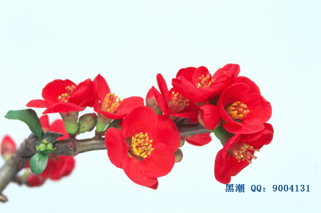ڳ.jpg