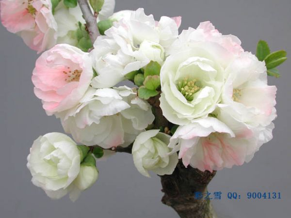 042937gtqaoxqxqqxm3o8x_jpg_thumb.jpg