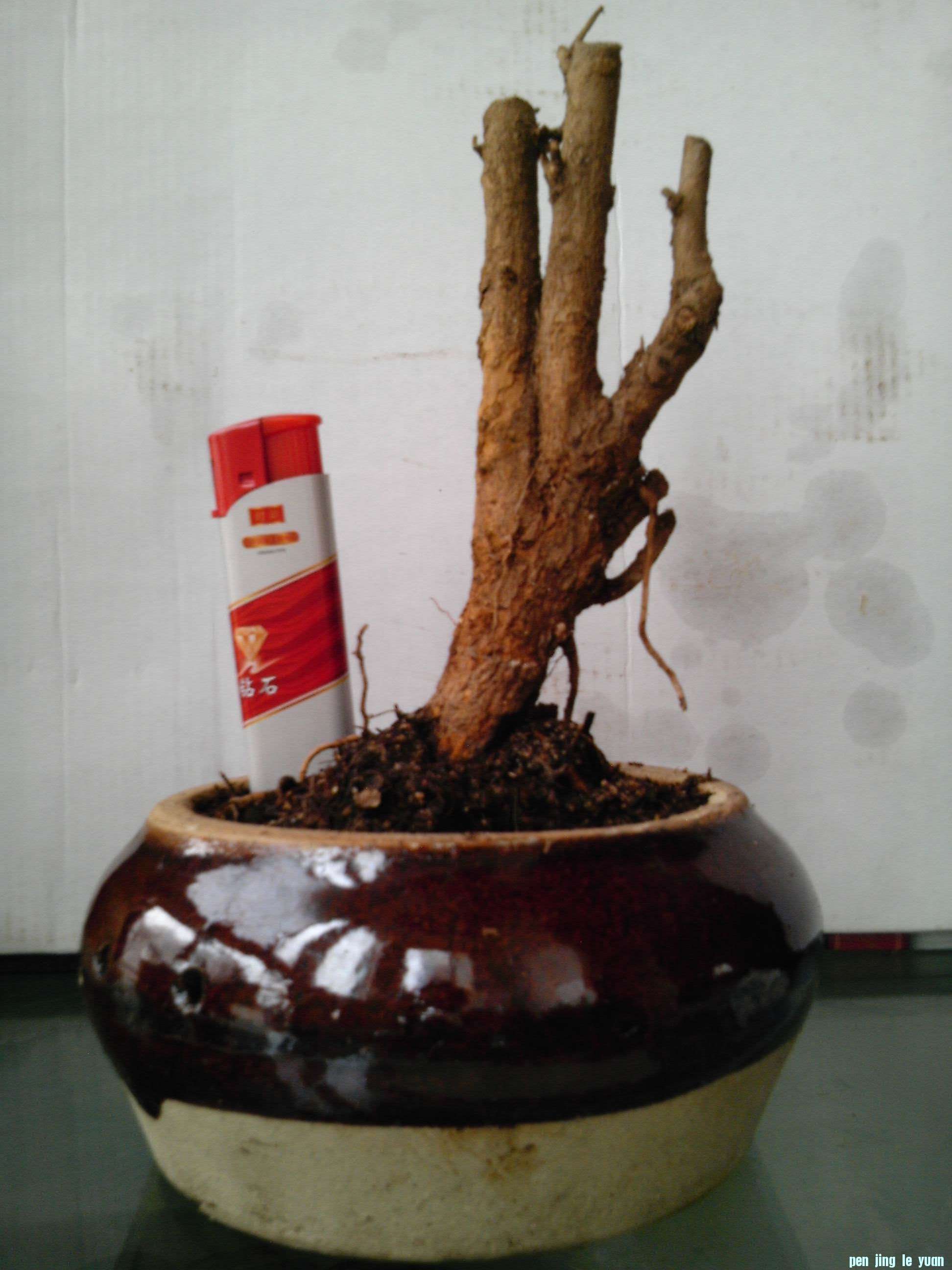 111 IMG_20130218_075007.jpg