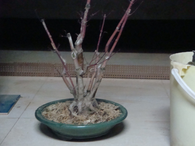 DSC02386.JPG