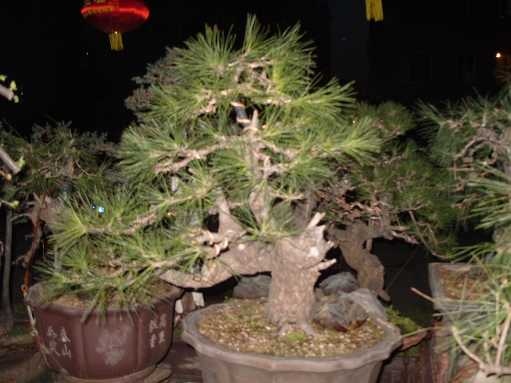 S1052036.JPG