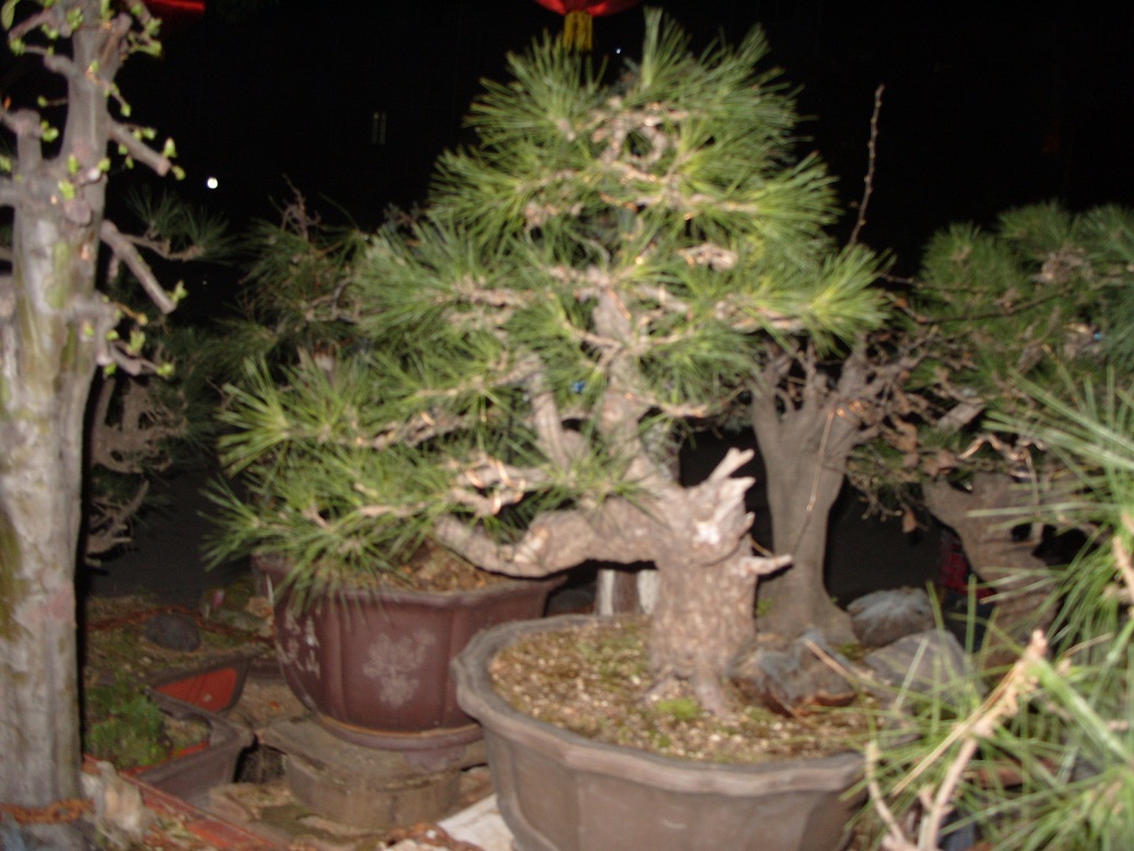 S1052038.JPG