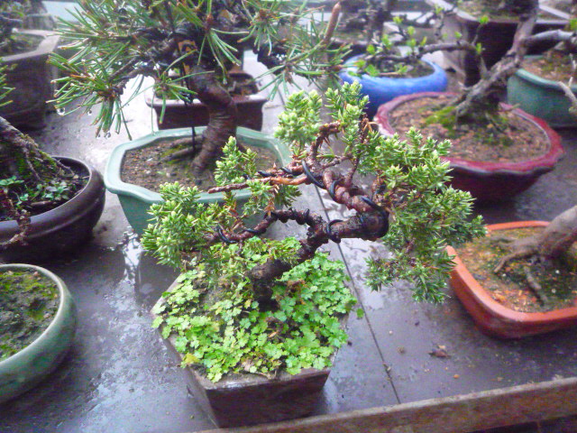 P1080335.JPG