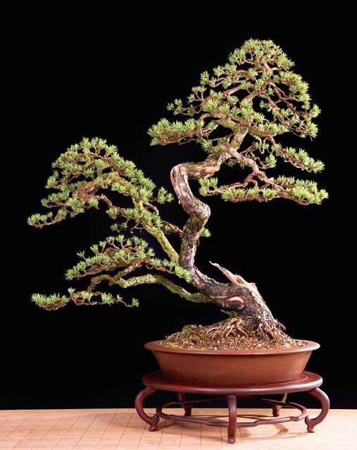 kevin_willson_bonsai_0_6.jpg