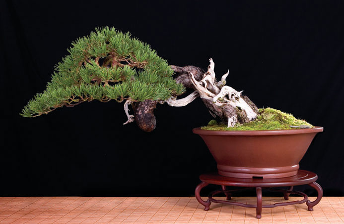 kevin_willson_bonsai_0_5.jpg