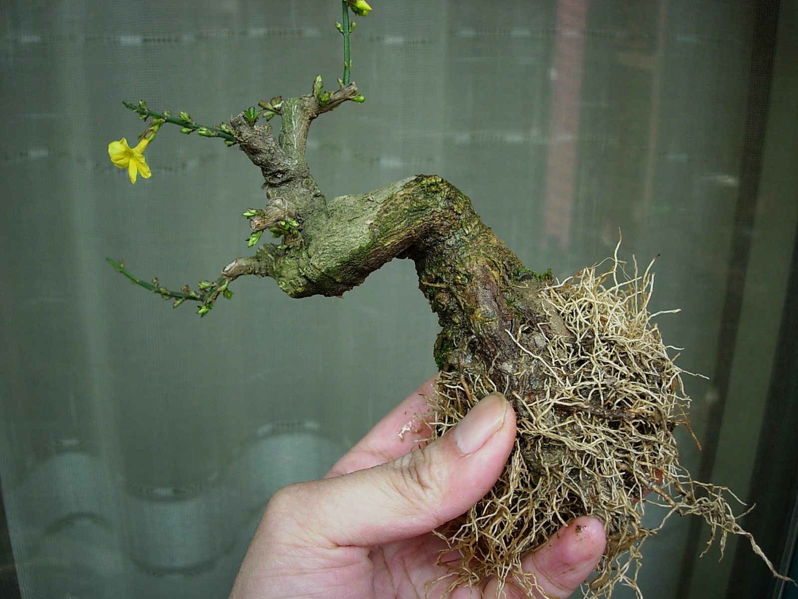 DSCN8995.JPG