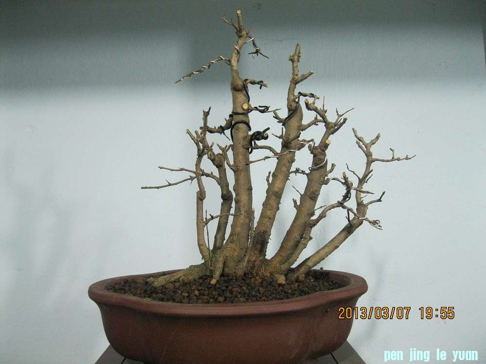 IMG_1705.JPG