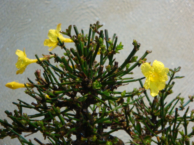 DSC02390.JPG