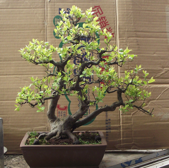 Ƭ 023-1.jpg