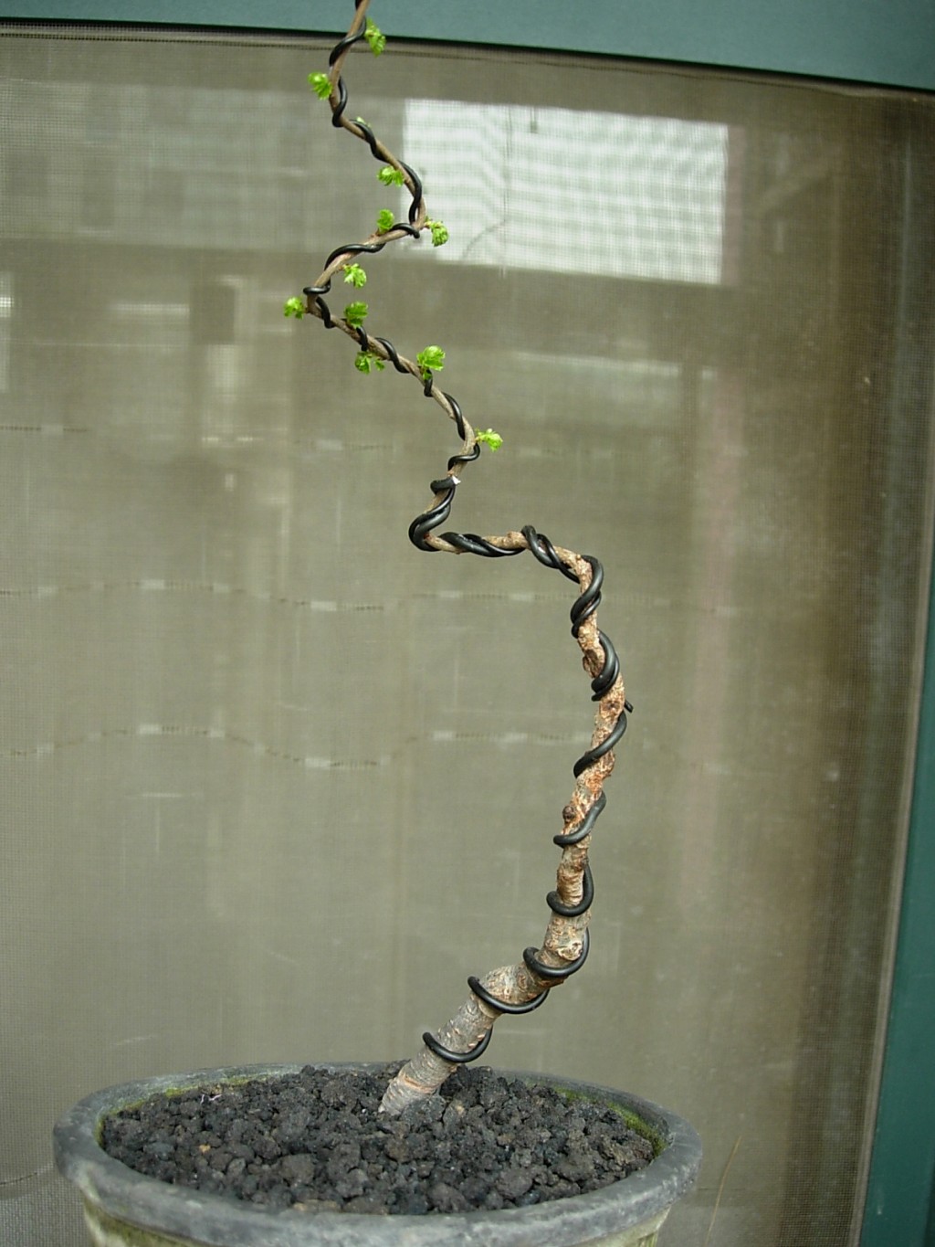 conew_DSCN9009.jpg