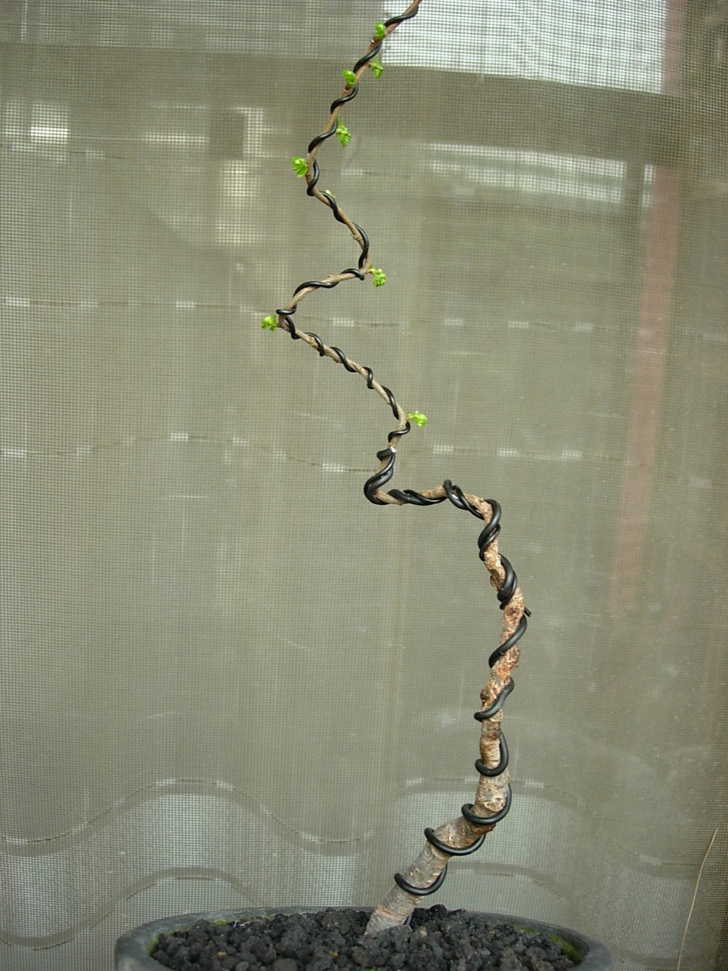 conew_dscn9014.jpg