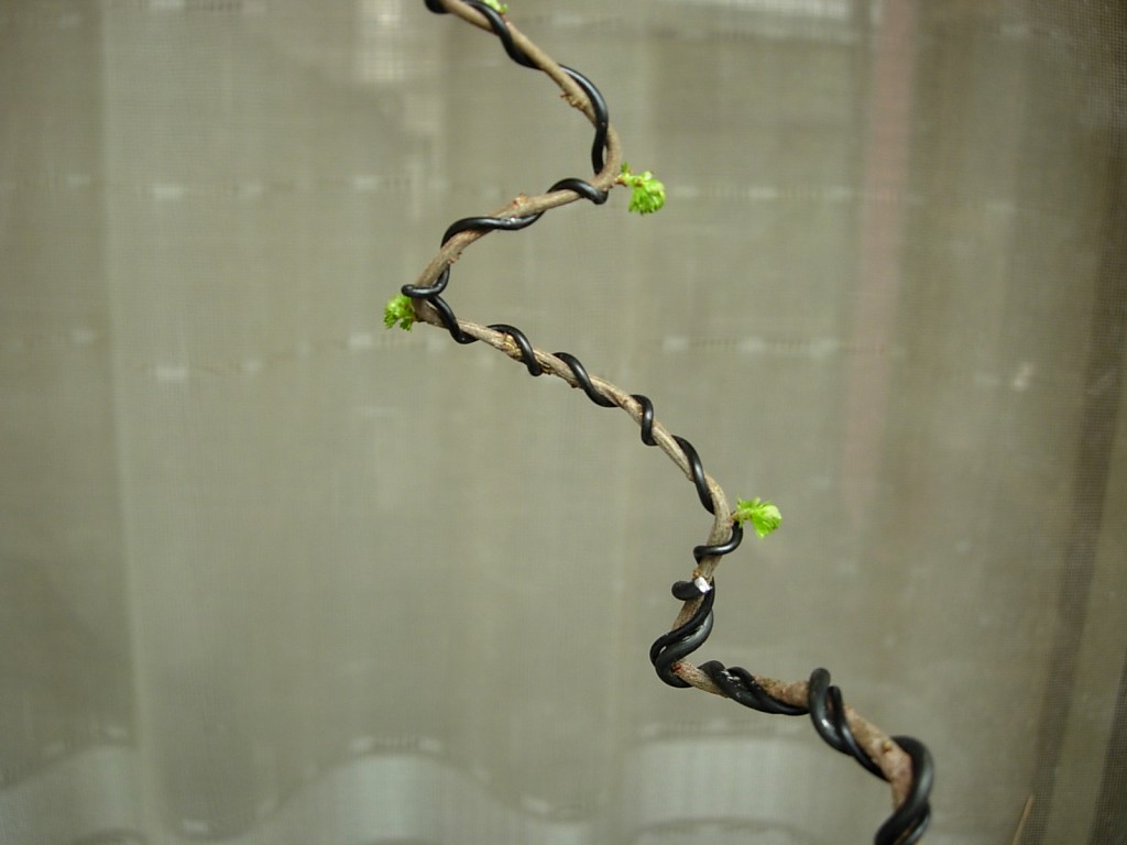 conew_dscn9015.jpg