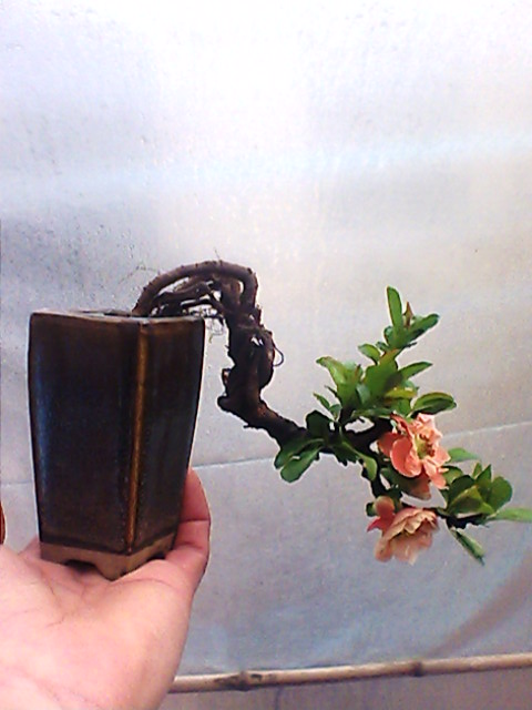 IMG1415A.jpg