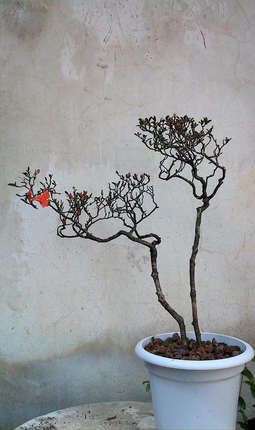 IMG0311143100.jpg
