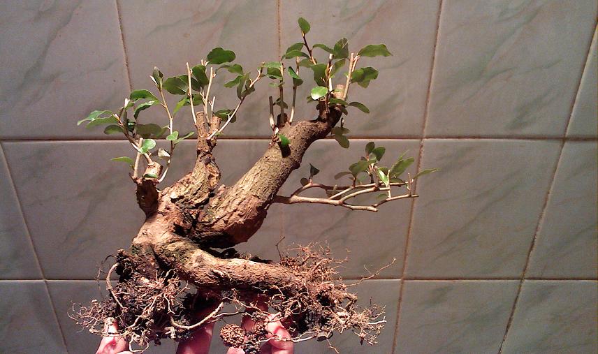 IMG0311213300.jpg