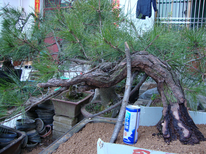 DSC00978_.jpg