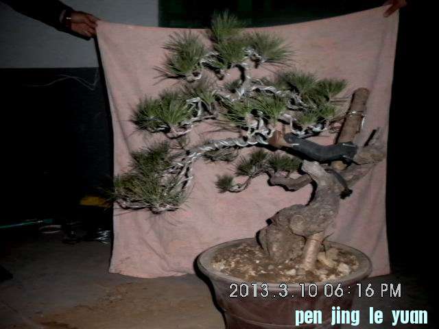 DSCI1094.JPG