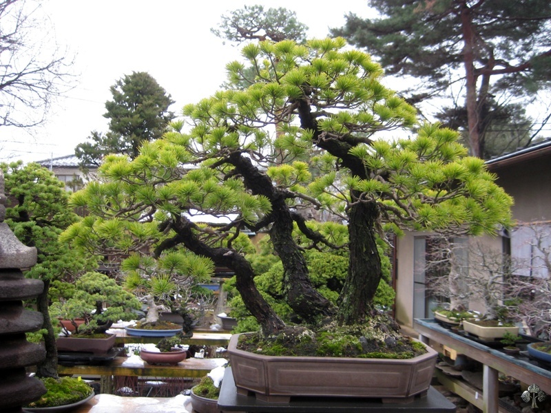 seikoen_in_omiya_bonsai_village_20111228_1029363462.jpg