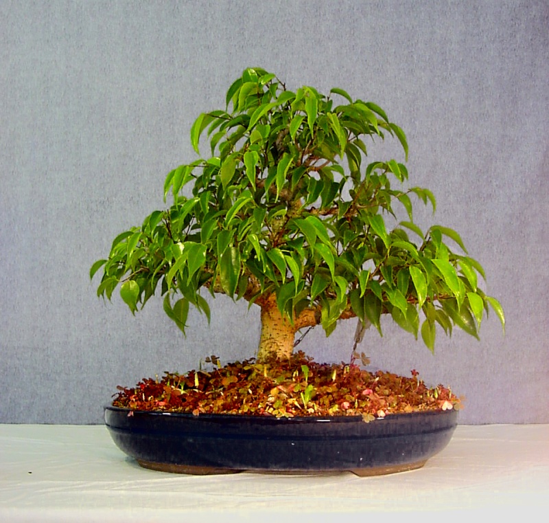 ficus_13.jpg