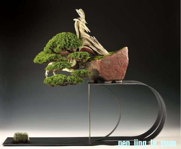 Itoigawa-Juniper2a.jpg