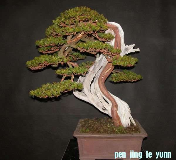 Taxus-Cuspidata3.jpg