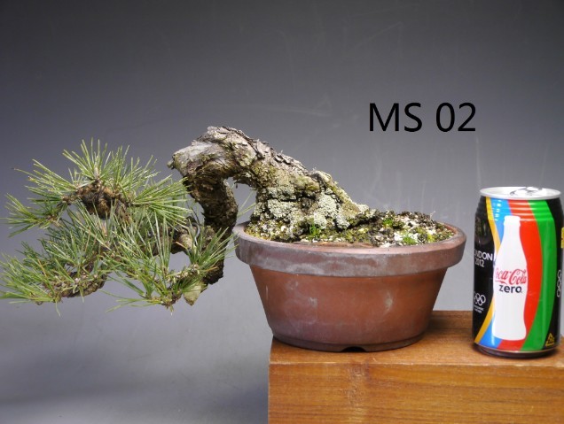 MS02.jpg
