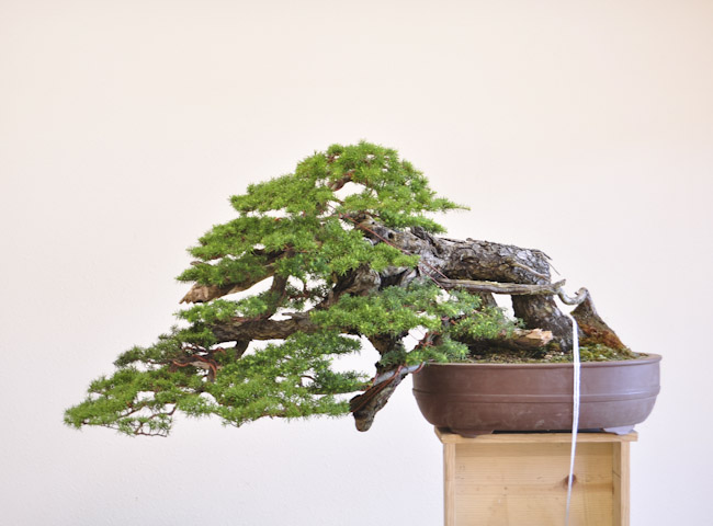 hemlock 01_002.jpg