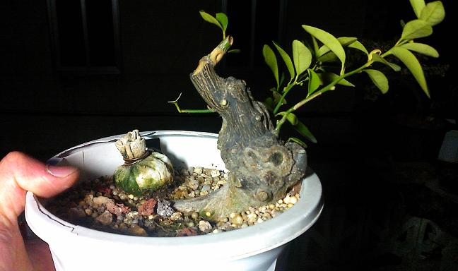 IMG0312211601.jpg