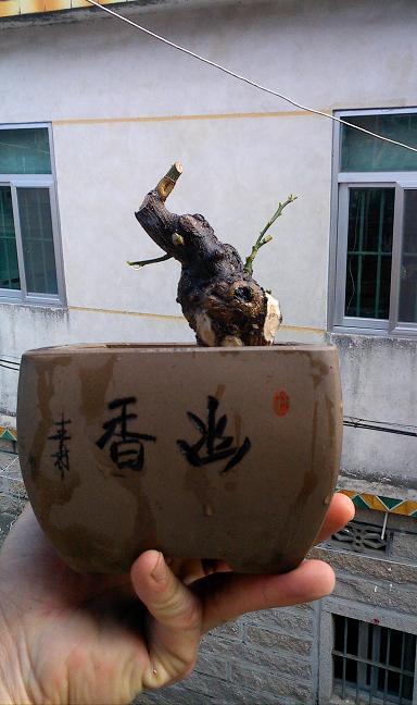 IMG0313150301.jpg