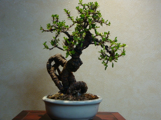 DSC02450.JPG