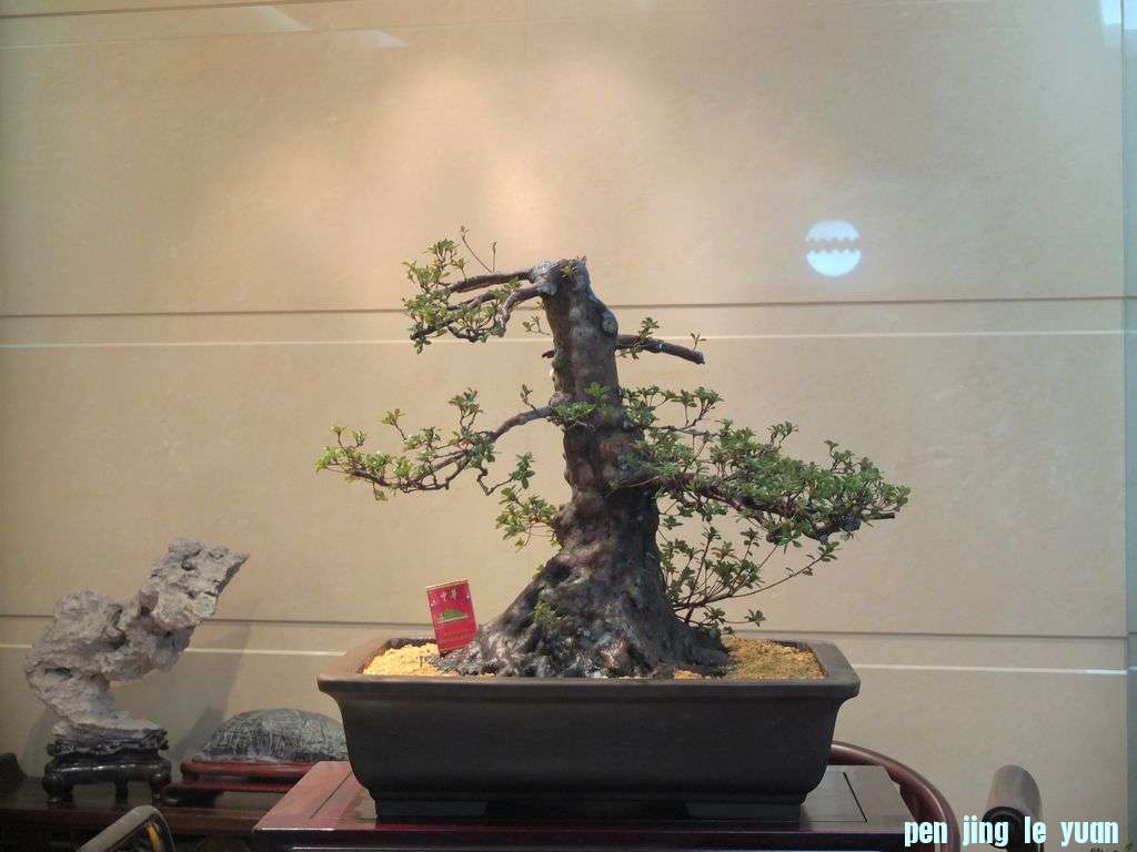 DSCF1679.jpg